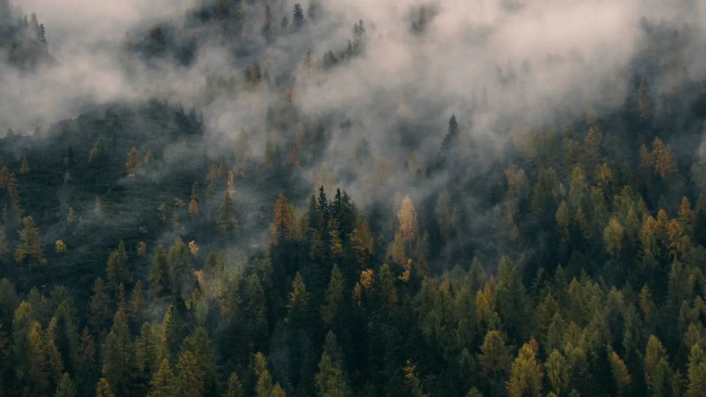 Forest-Wallpaper-Free-Download_2370ccaa-2ac3-4656-affa-43d205f955dd.jpg